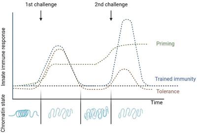 Drosophila melanogaster as a model to study innate <mark class="highlighted">immune memory</mark>
